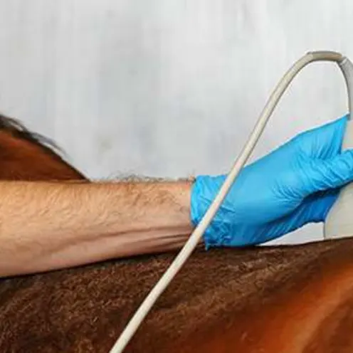 a vet wearing gloves using a device to see inside a horse's body a vet wearing gloves using a device to see inside a horse's body