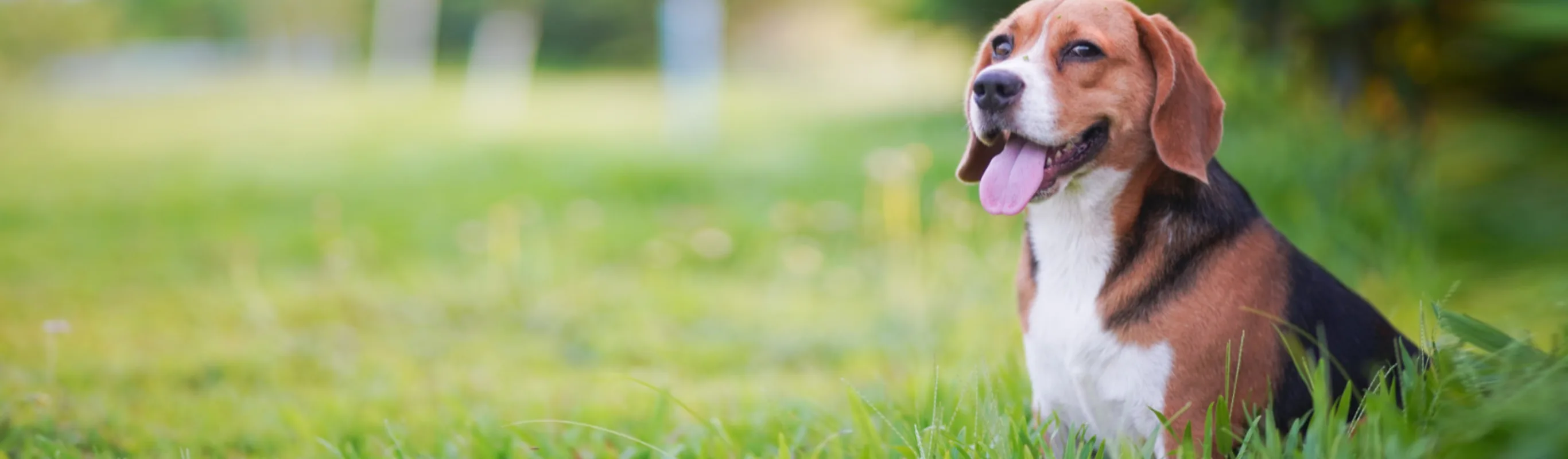Dog Sitting in a Grass Field with Tongue Out Dog Sitting in a Grass Field with Tongue Out