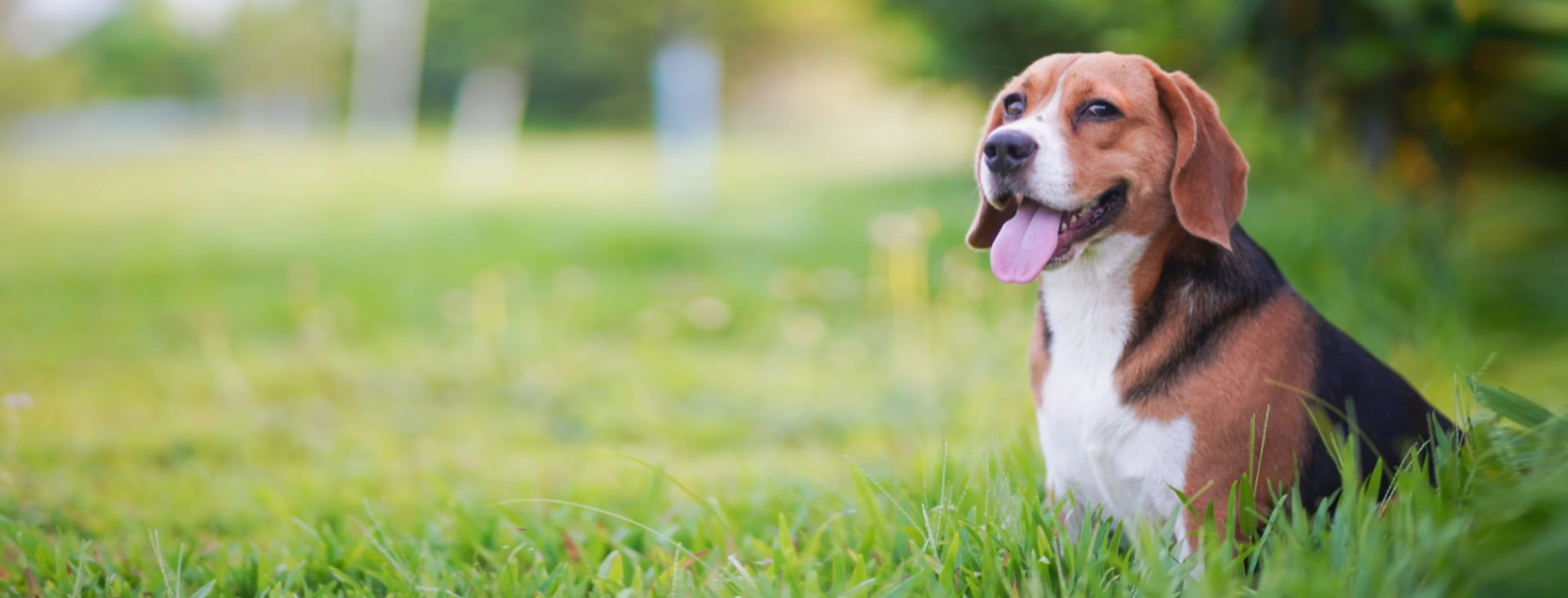 Dog Sitting in a Grass Field with Tongue Out