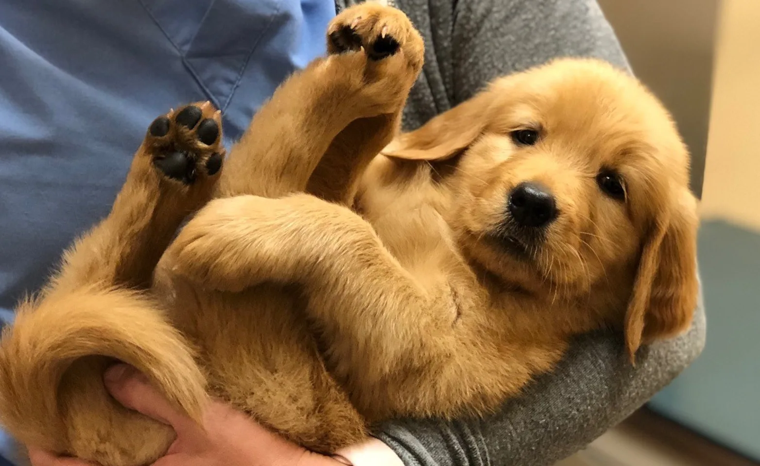 Abby Pet Hospital - Golden Retriever 