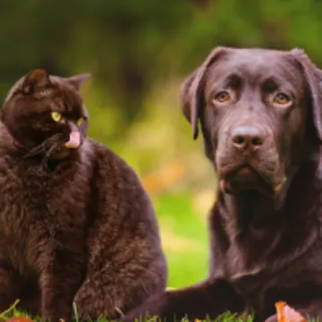 Black Cat and Dog sitting next to each other in the park in the fall.  Cat is looking at the Dog. Black Cat and Dog sitting next to each other in the park in the fall.  Cat is looking at the Dog.