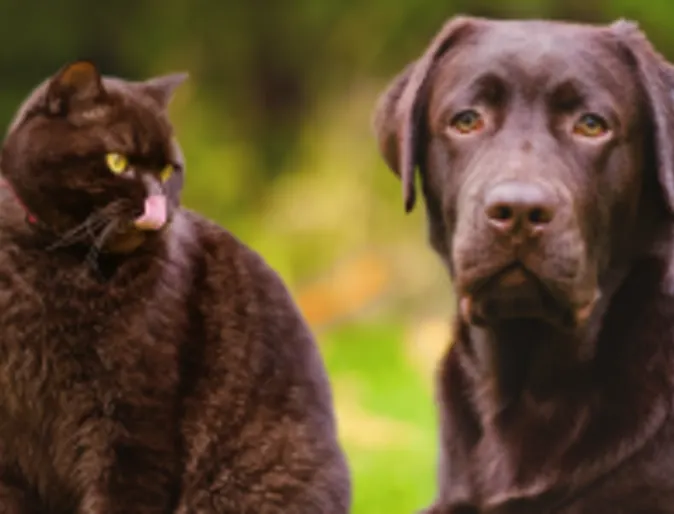 Black Cat and Dog sitting next to each other in the park in the fall.  Cat is looking at the Dog. 