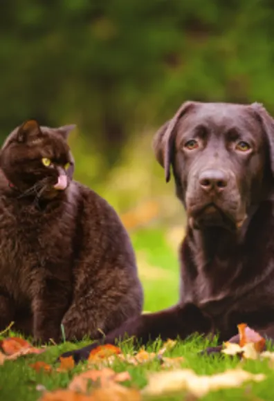 Black Cat and Dog sitting next to each other in the park in the fall.  Cat is looking at the Dog. 