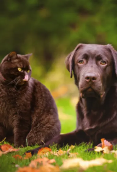 Black Cat and Dog sitting next to each other in the park in the fall.  Cat is looking at the Dog. Black Cat and Dog sitting next to each other in the park in the fall.  Cat is looking at the Dog.