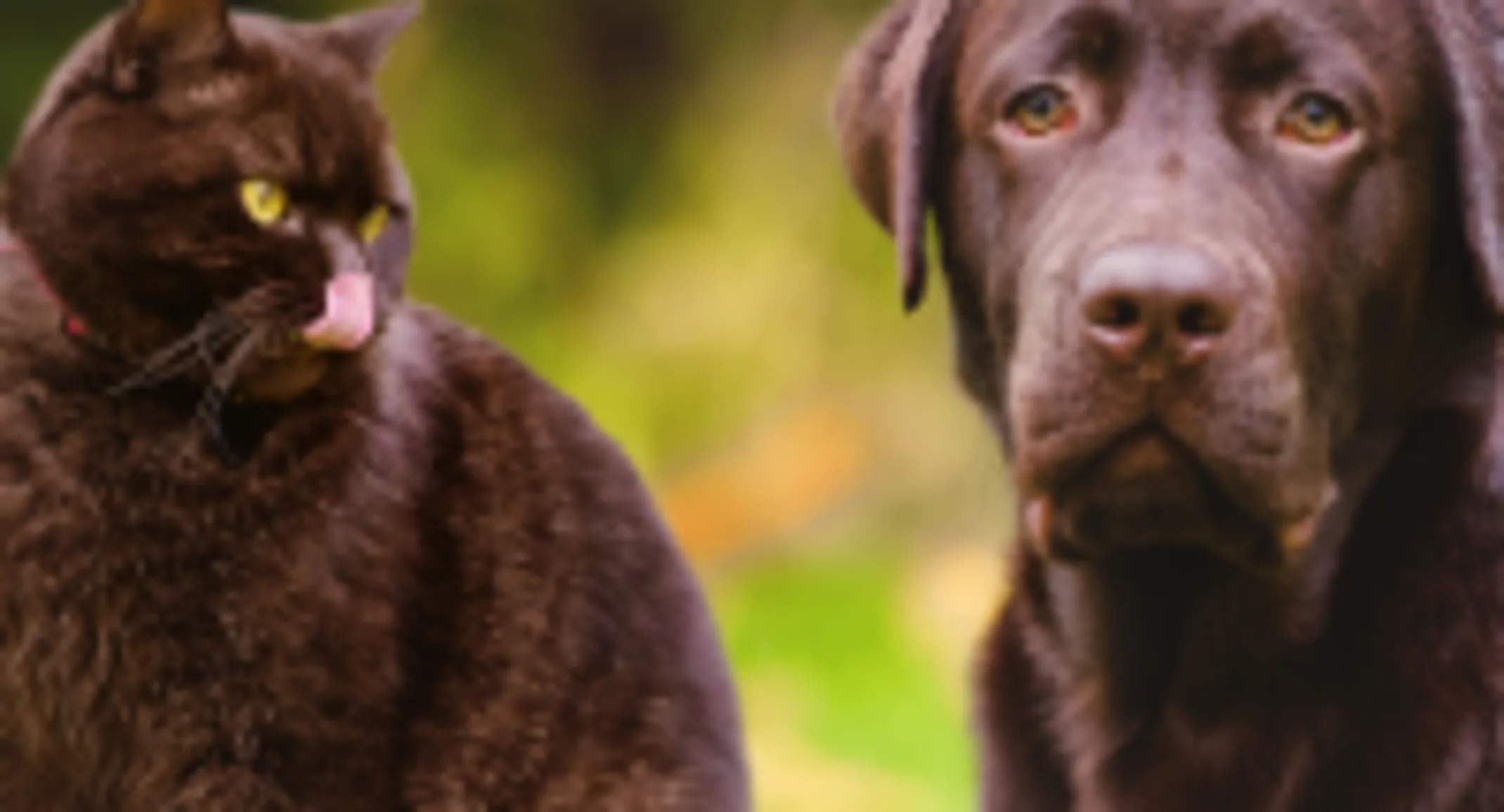 Black Cat and Dog sitting next to each other in the park in the fall.  Cat is looking at the Dog. Black Cat and Dog sitting next to each other in the park in the fall.  Cat is looking at the Dog.