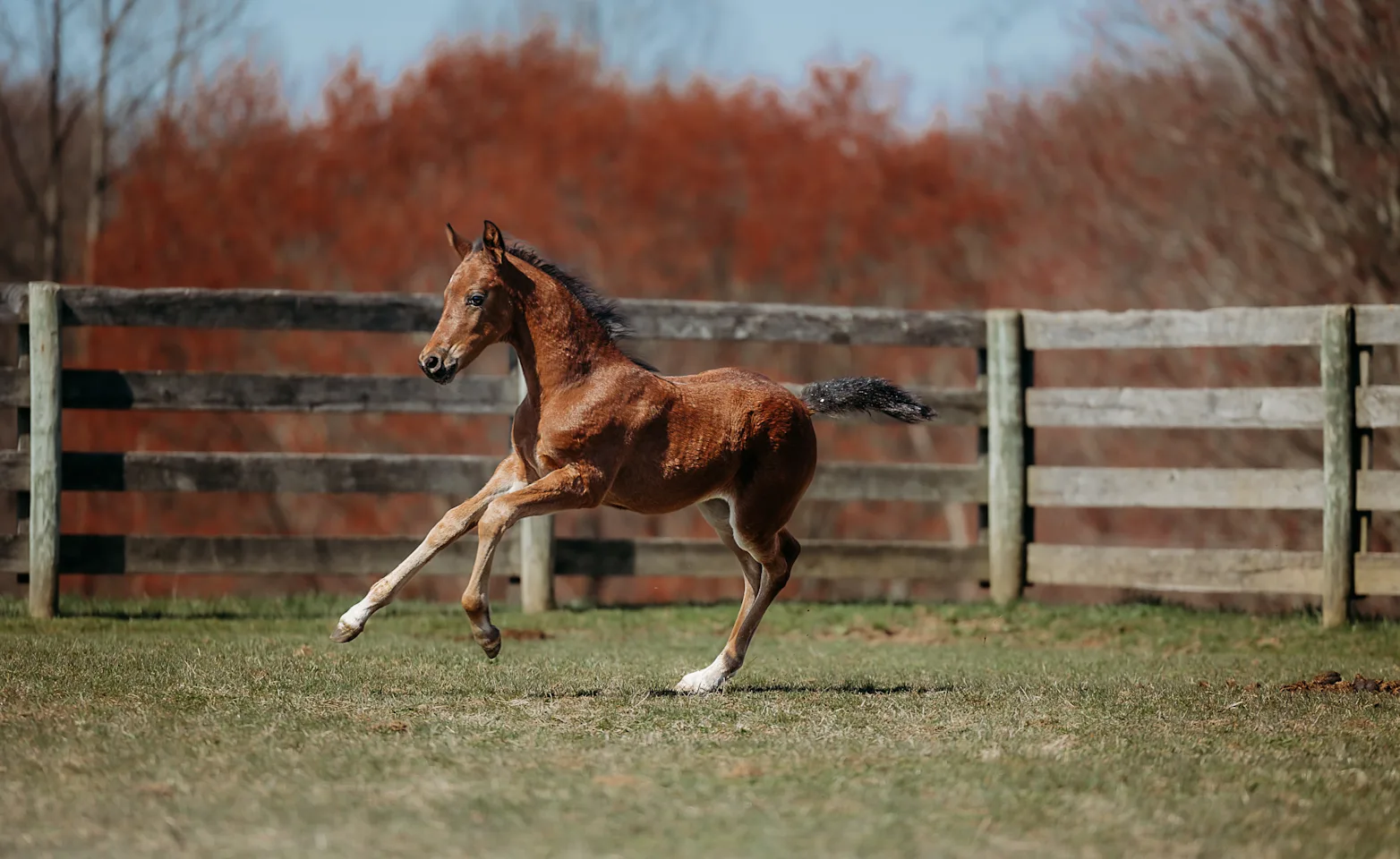 Reproductive Medicine Reproductive Medicine