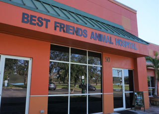 Homepage | Best Friends Animal Hospital