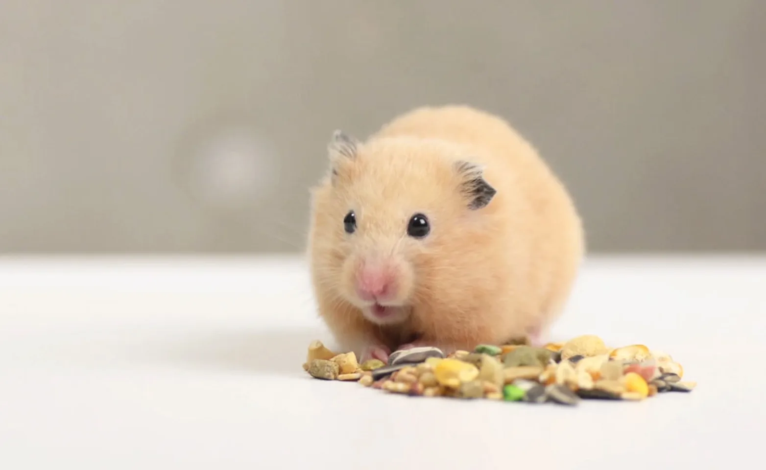 Hamster-Eating