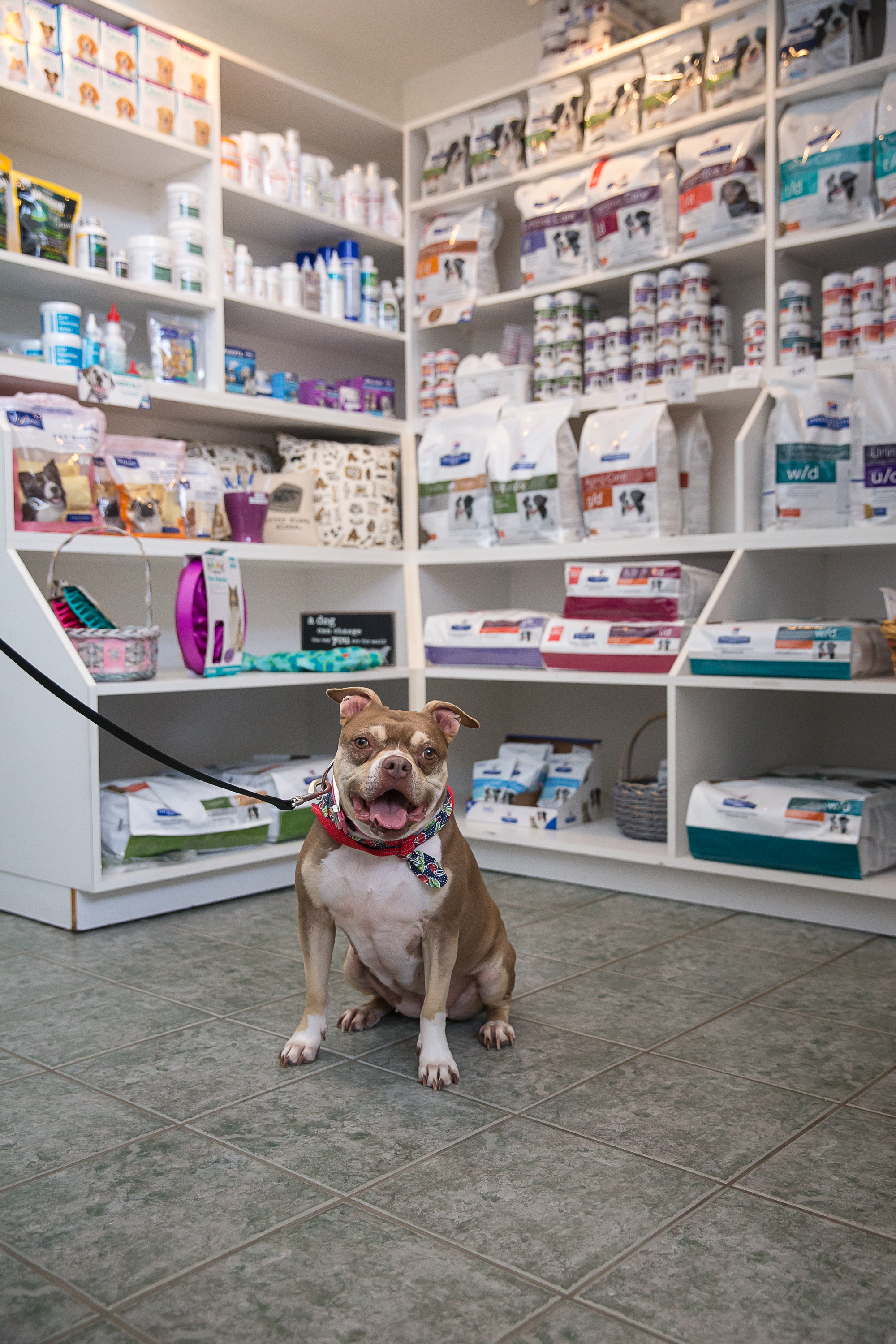 Haven Animal Hospital Diet and Nutrition area that shows an assortment of pet products on shelves and a cute little dog on a leash, sitting and smiling for the camera. 