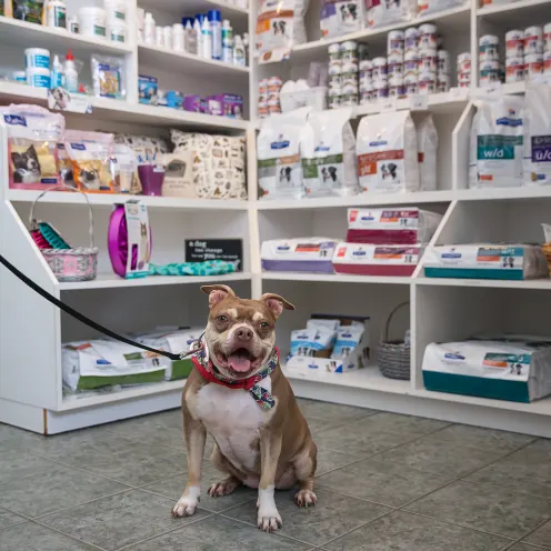 Haven Animal Hospital Diet and Nutrition area that shows an assortment of pet products on shelves and a cute little dog on a leash, sitting and smiling for the camera. 