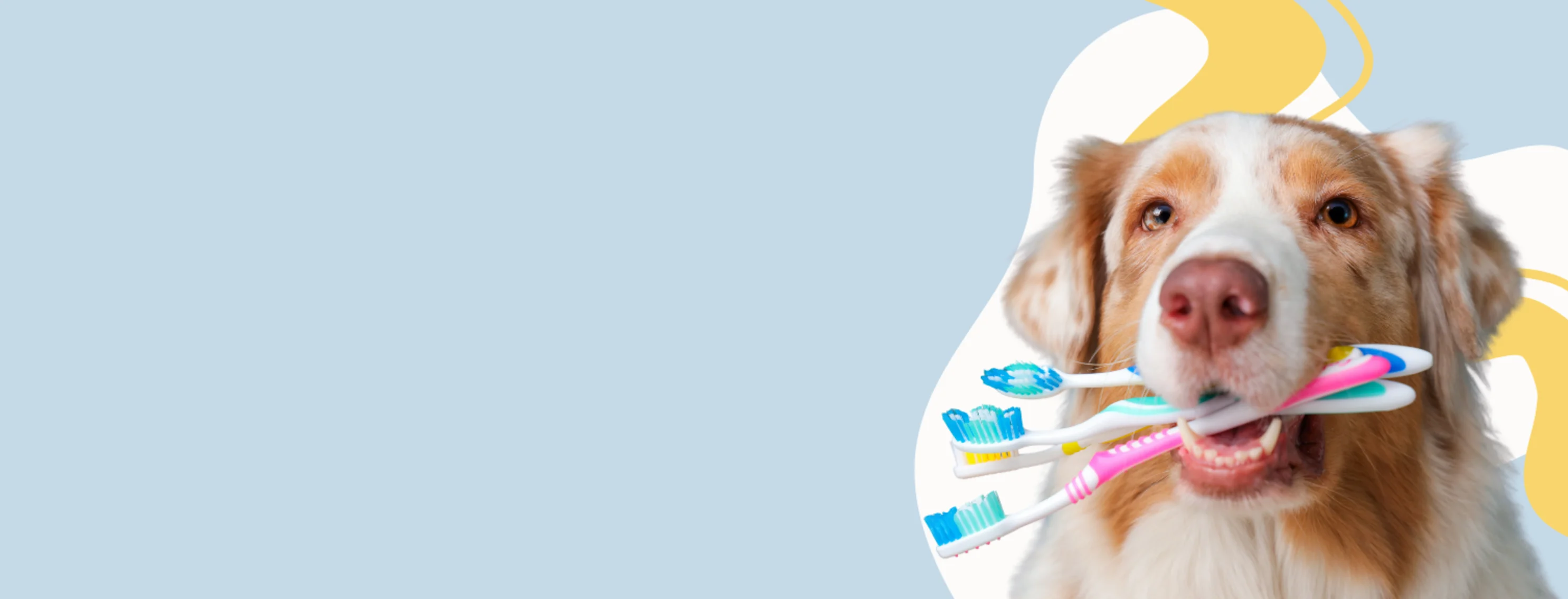 Dog Holding 4 Toothbrushes in its Mouth Looking at Camera Dog Holding 4 Toothbrushes in its Mouth Looking at Camera