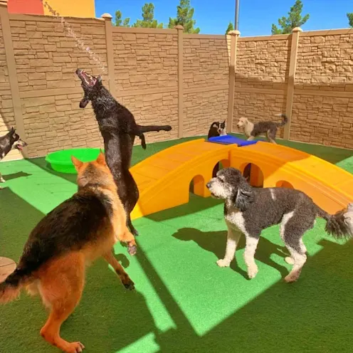 Dogs playing with water Dogs playing with water