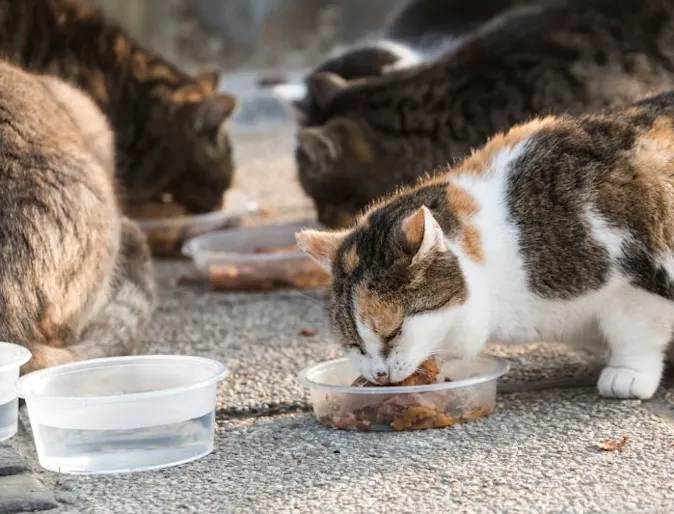 many cats eating many cats eating