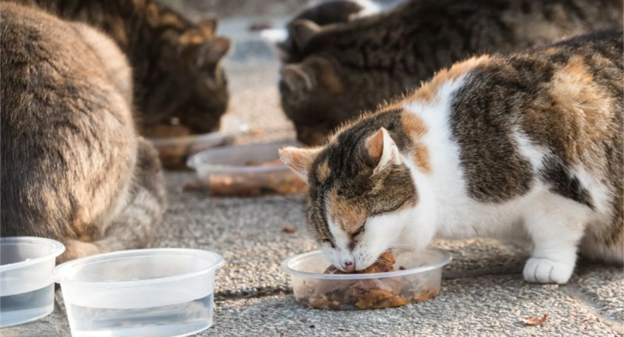 many cats eating many cats eating