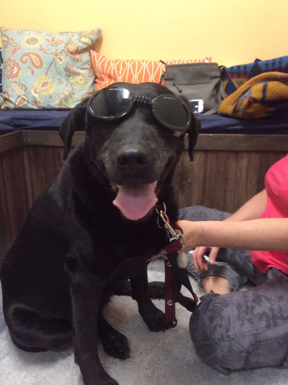 Black lab wearing protective eyewear and smiling