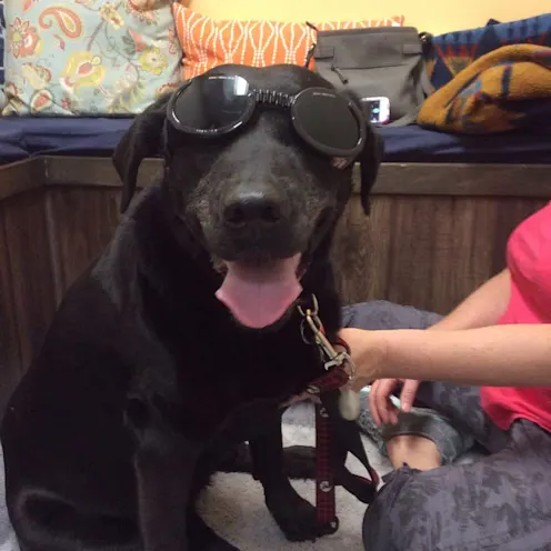 Black lab wearing protective eyewear and smiling