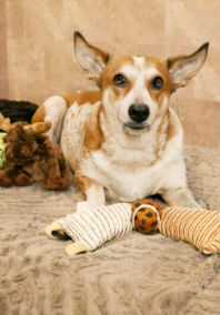 A Brown/White Dog Lying Down with Toys at Pooch Hotel
