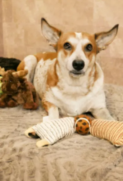 A Brown/White Dog Lying Down with Toys at Pooch Hotel