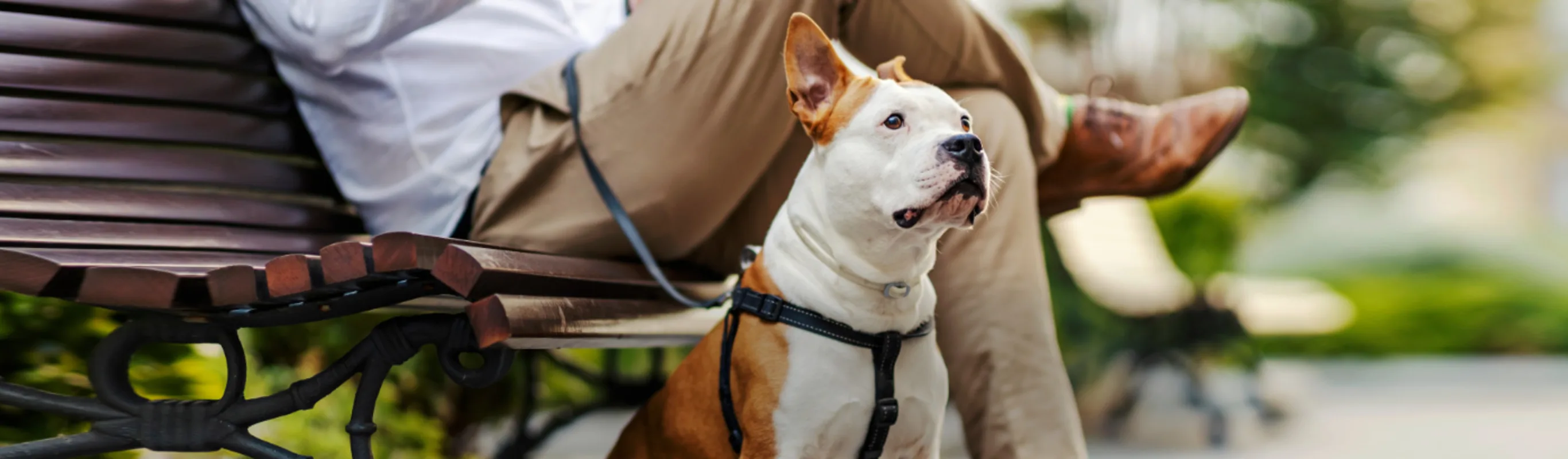 Dog Sitting Next to Owner at a Park Bench Dog Sitting Next to Owner at a Park Bench