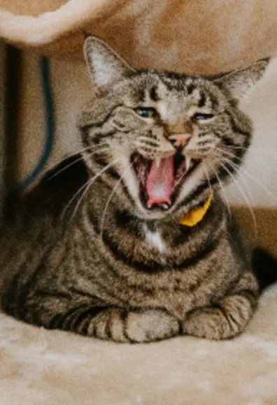 Stripe cat big yawn teeth at North Creek Pet Hospital
