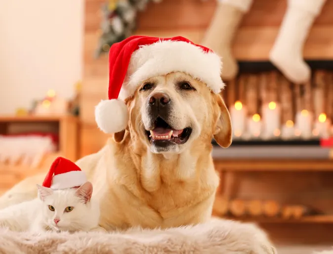 Dog and cat laying in front of fireplace with Christmas hats on