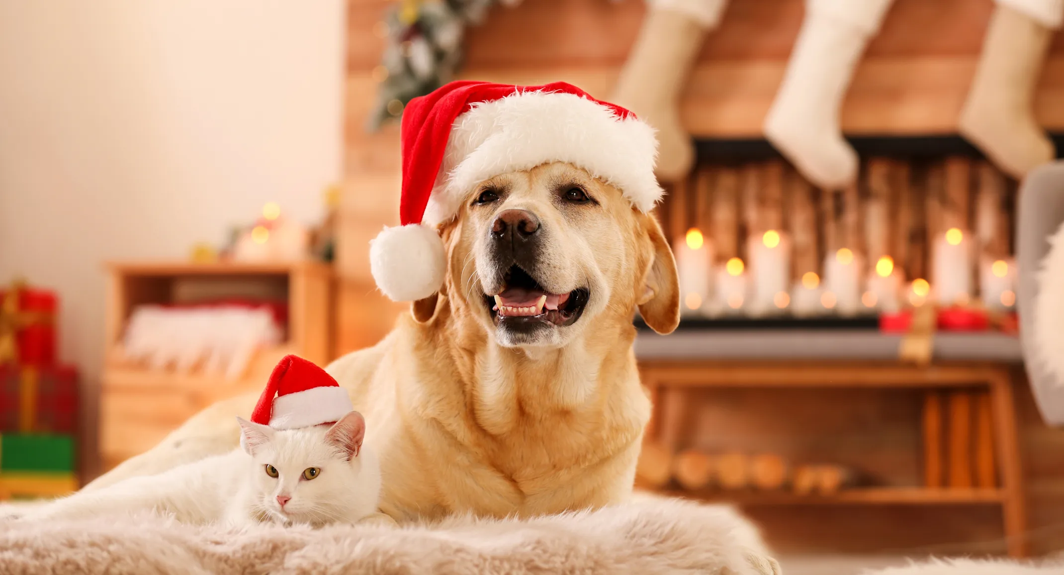 Dog and cat laying in front of fireplace with Christmas hats on