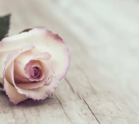 Flower place down on a piece of wood Flower place down on a piece of wood