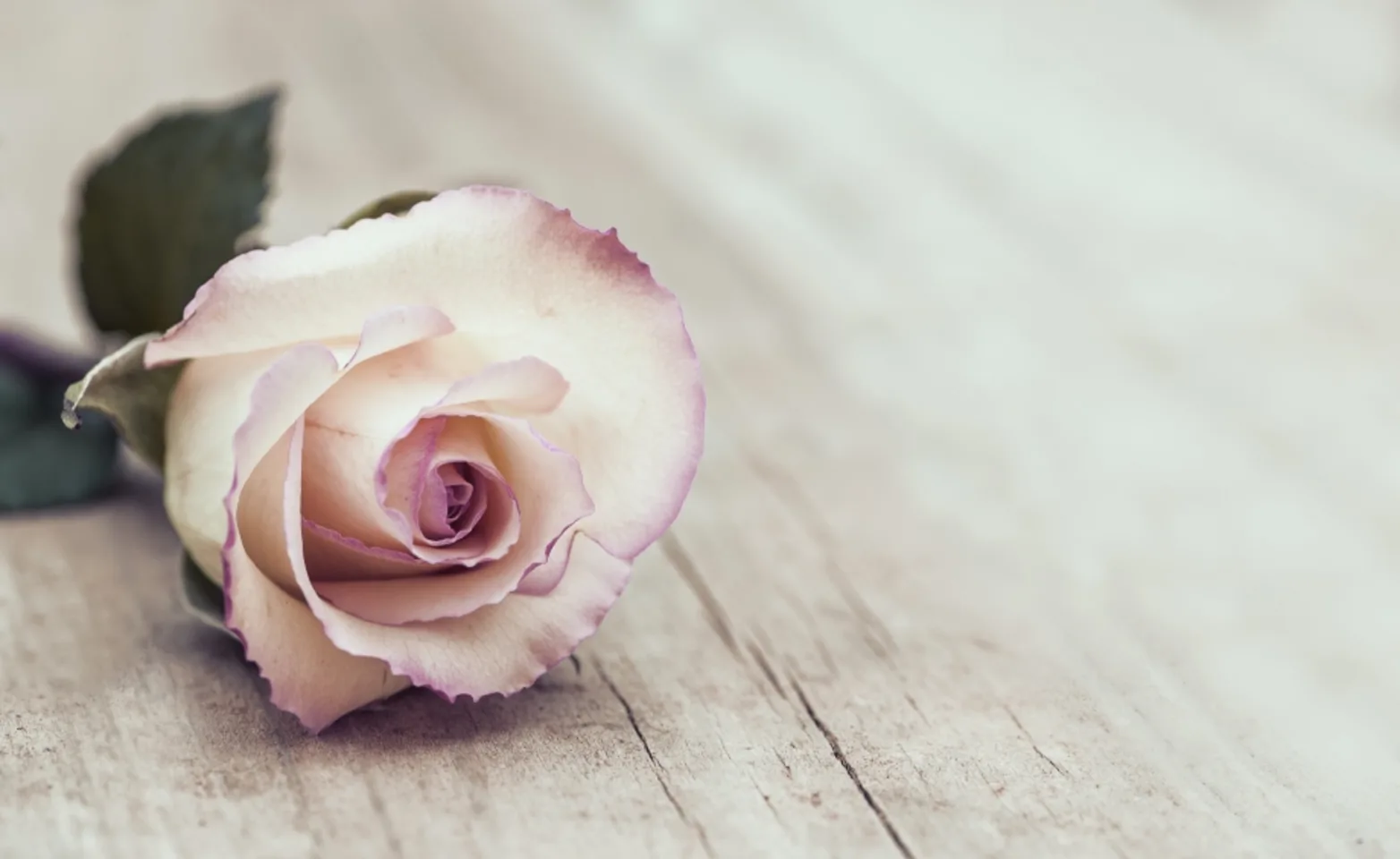 Flower place down on a piece of wood Flower place down on a piece of wood