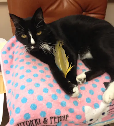 Destiny Martinez's cat. Destiny Martinez's cat.