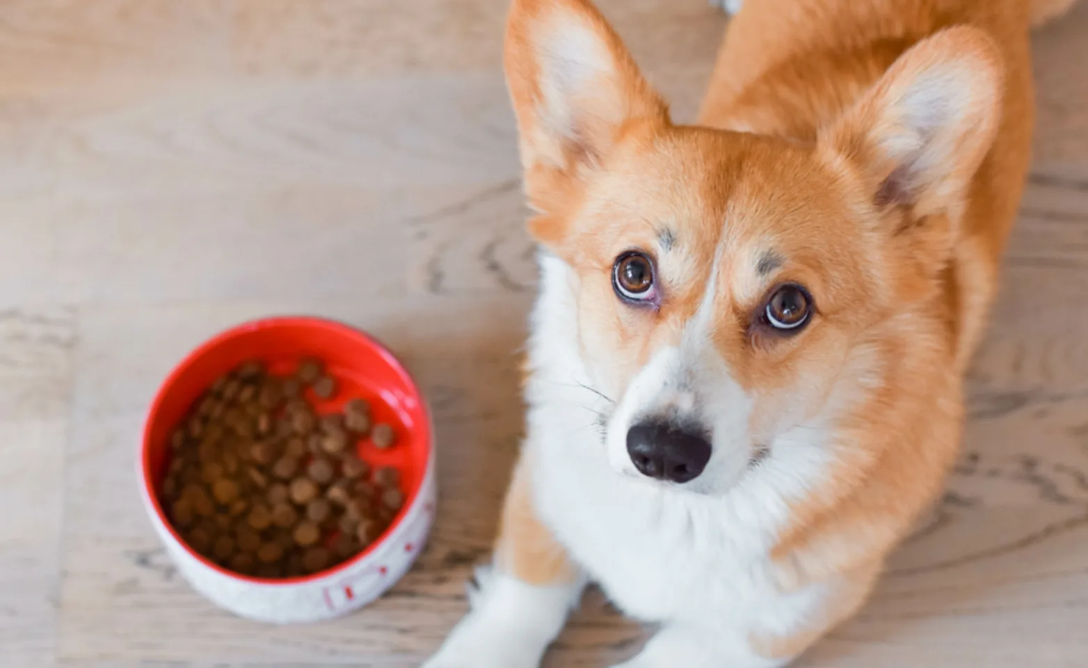 Orange and white corgi laying next to a red bowl