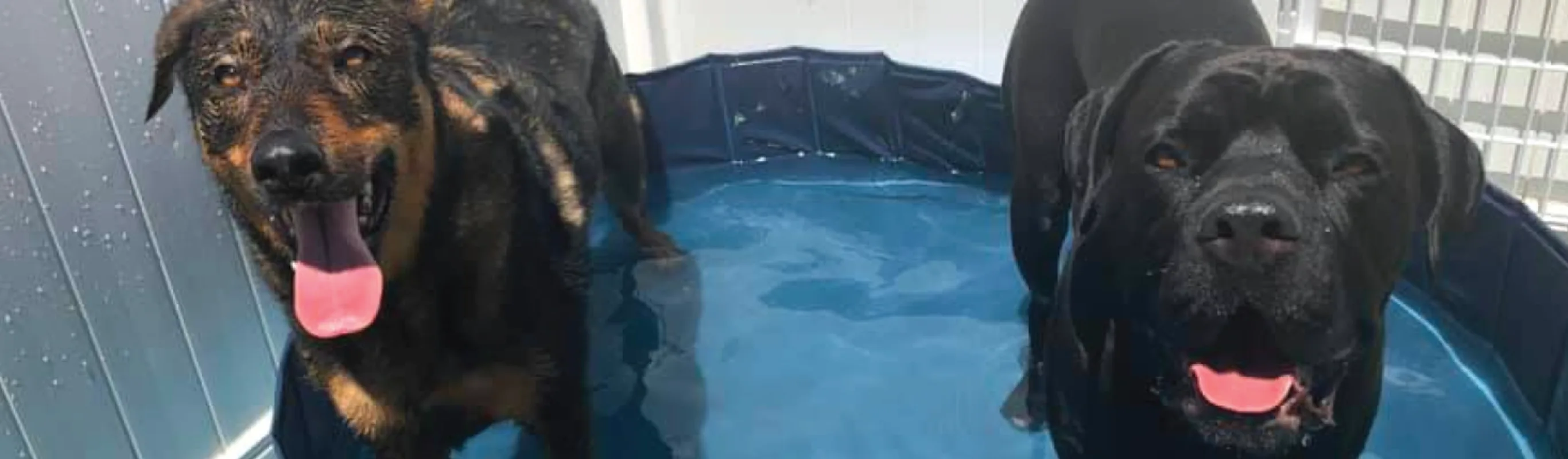Dogs in pool outside at K9s Only Dogs in pool outside at K9s Only