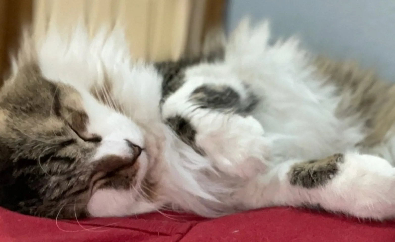 Fluffy kitty sleeping Fluffy kitty sleeping