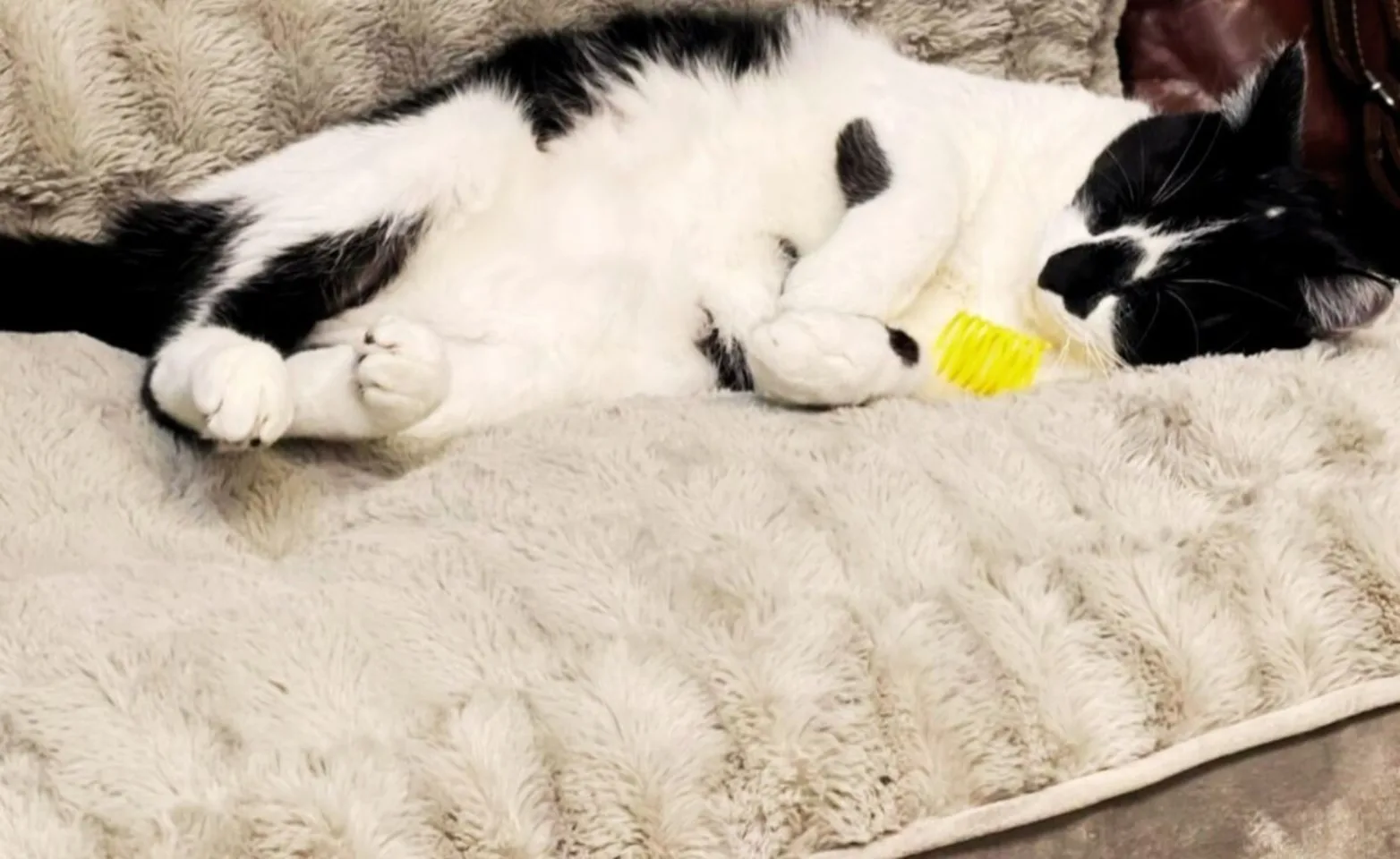 tuxedo cat sleeping on bed tuxedo cat sleeping on bed