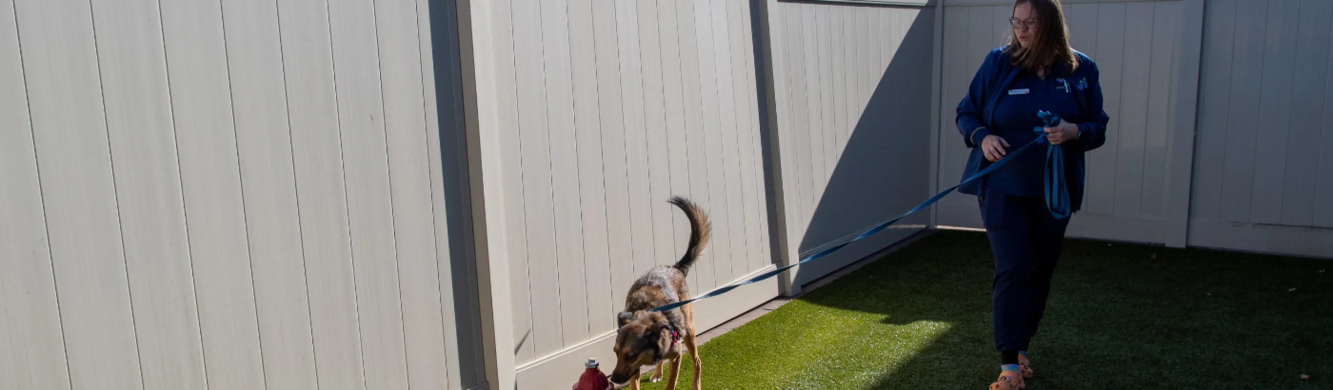 Gilbertsville Staff member walking dog Gilbertsville Staff member walking dog