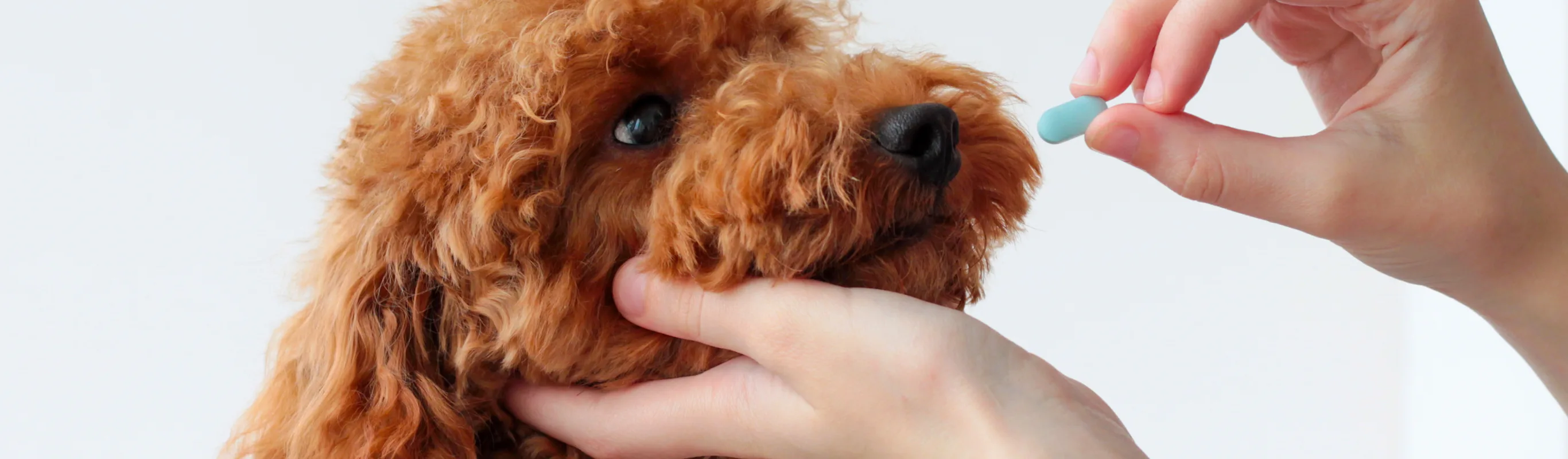Brown dog taking medicine Brown dog taking medicine