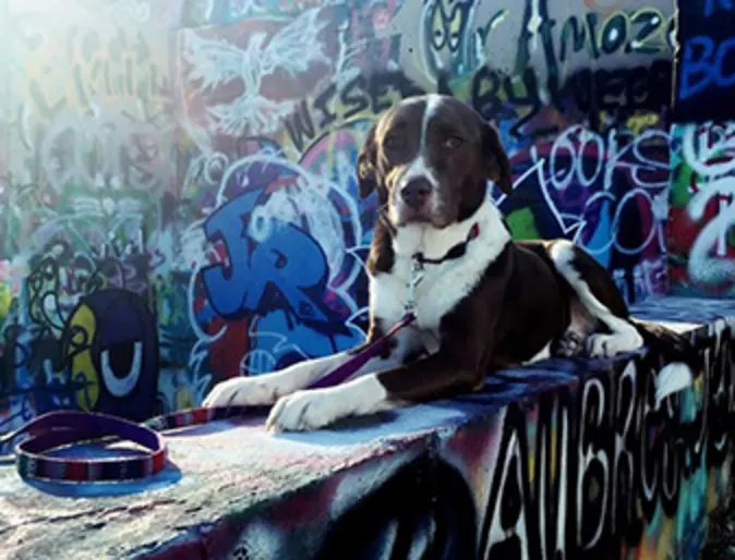 A dog posing for a photo on a graffiti-covered wall