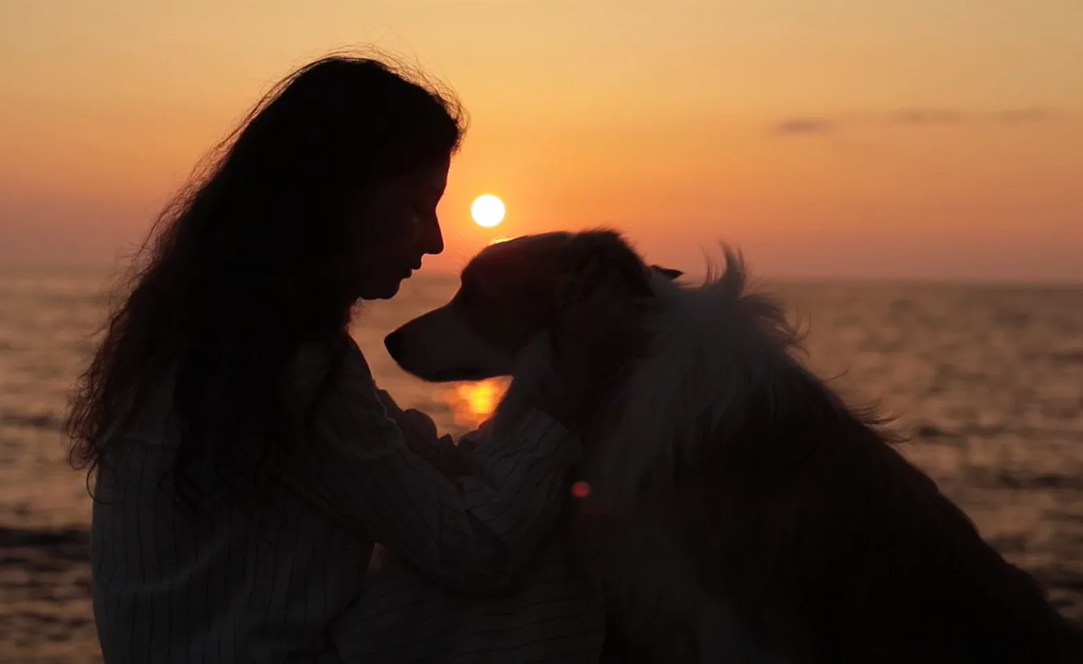 Silhouette of a girl sitting with her dog Silhouette of a girl sitting with her dog