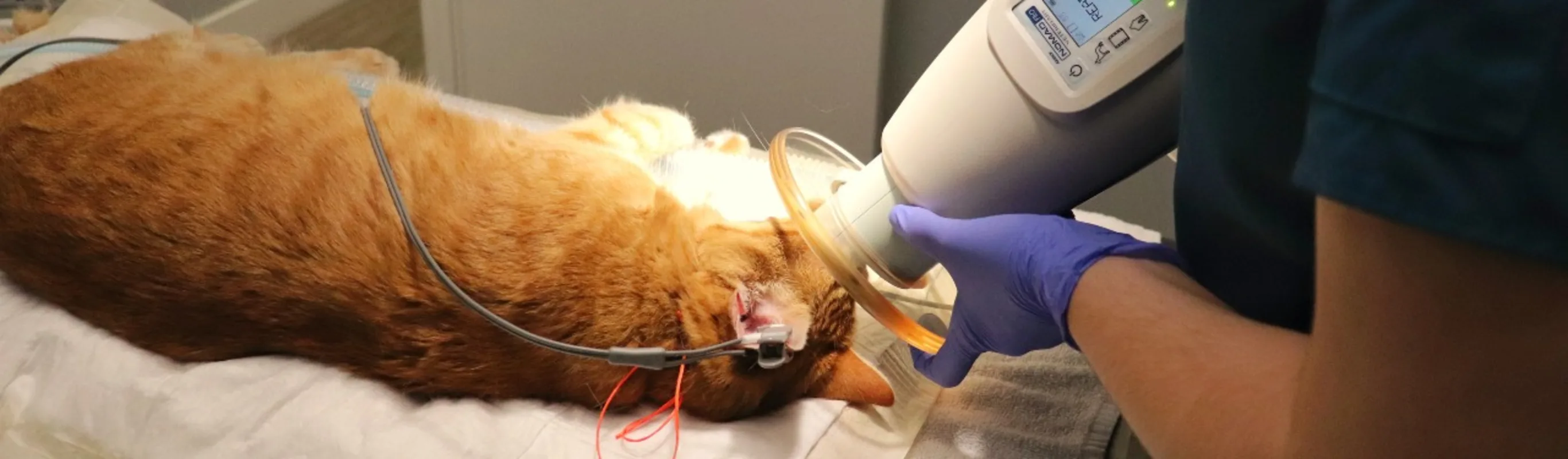 Staff treating cat. Staff treating cat.