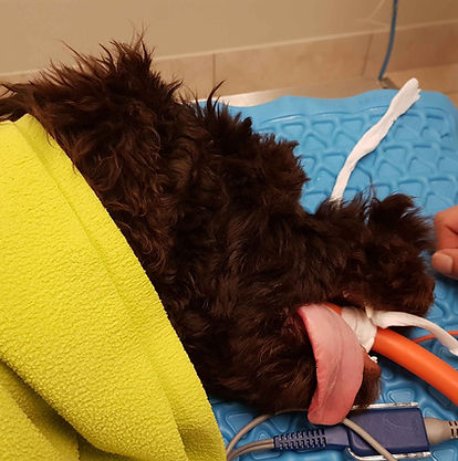 Dog receiving oral treatment