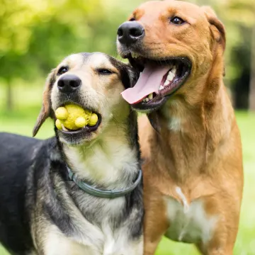 Two dogs standing next to each other in a park while the one on the left has a ball toy in his / her mouth.