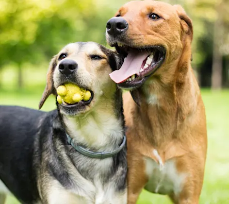 Two dogs standing next to each other in a park while the one on the left has a ball toy in his / her mouth.