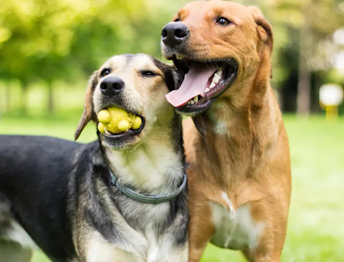 Two dogs standing next to each other in a park while the one on the left has a ball toy in his / her mouth. Two dogs standing next to each other in a park while the one on the left has a ball toy in his / her mouth.