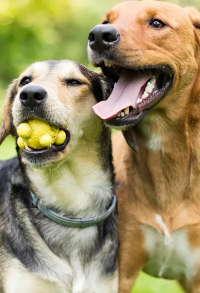 Two dogs standing next to each other in a park while the one on the left has a ball toy in his / her mouth.