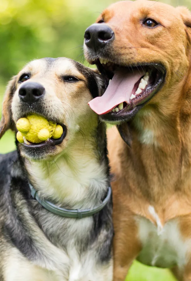 Two dogs standing next to each other in a park while the one on the left has a ball toy in his / her mouth.