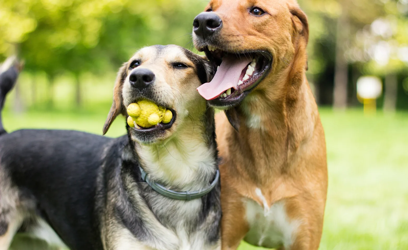 Two dogs standing next to each other in a park while the one on the left has a ball toy in his / her mouth.