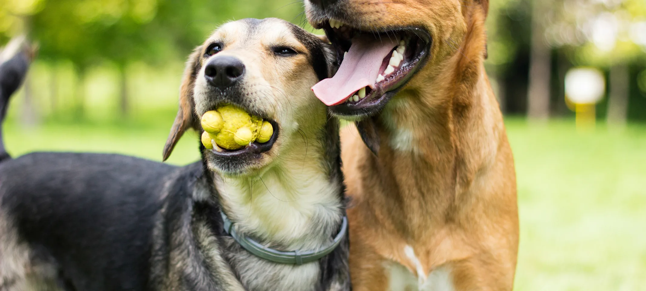 Two dogs standing next to each other in a park while the one on the left has a ball toy in his / her mouth. Two dogs standing next to each other in a park while the one on the left has a ball toy in his / her mouth.