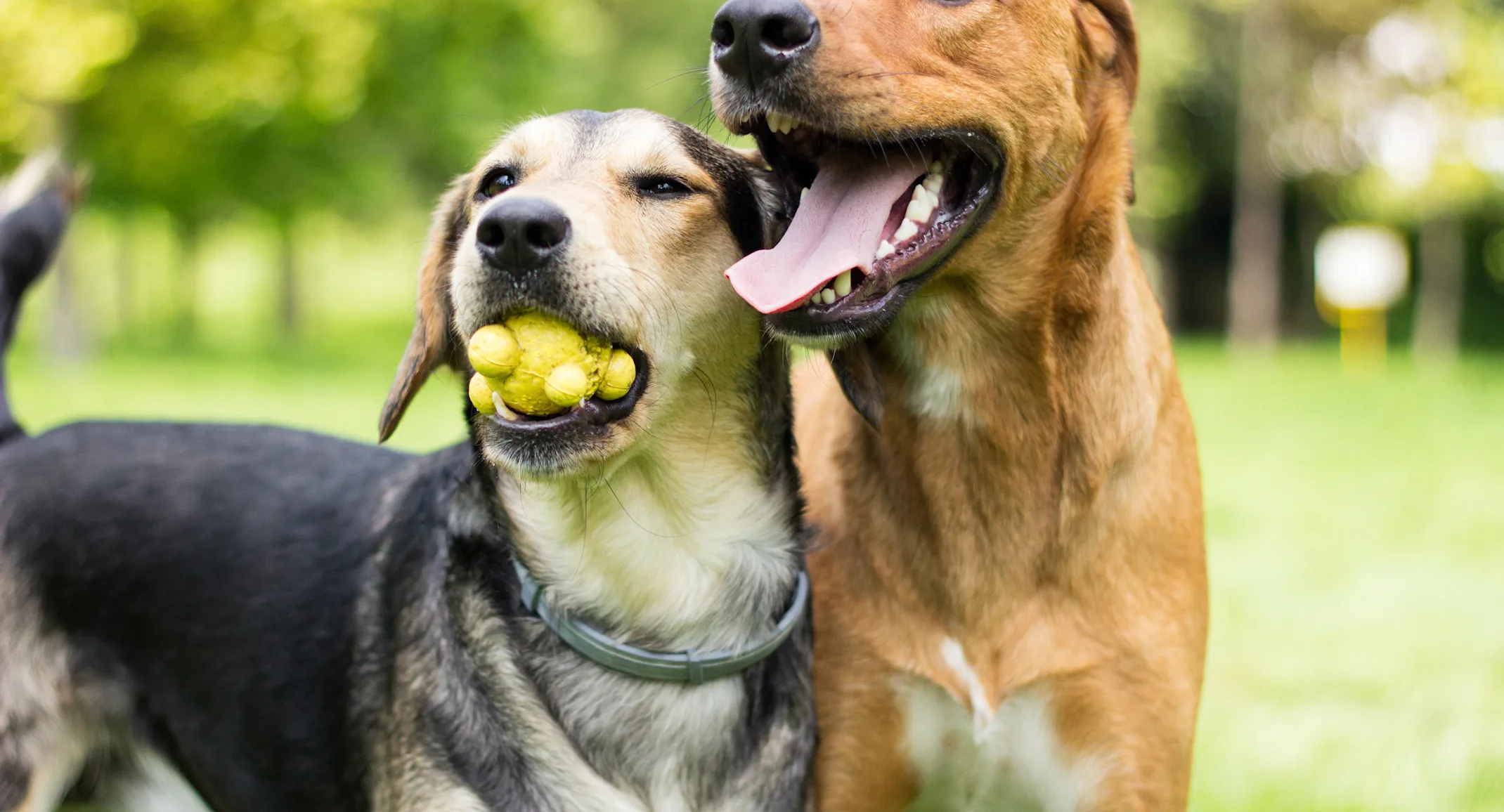 Two dogs standing next to each other in a park while the one on the left has a ball toy in his / her mouth. Two dogs standing next to each other in a park while the one on the left has a ball toy in his / her mouth.