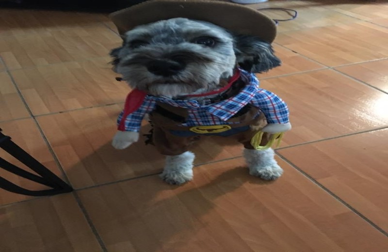 Guinness the dog in a cowboy costume