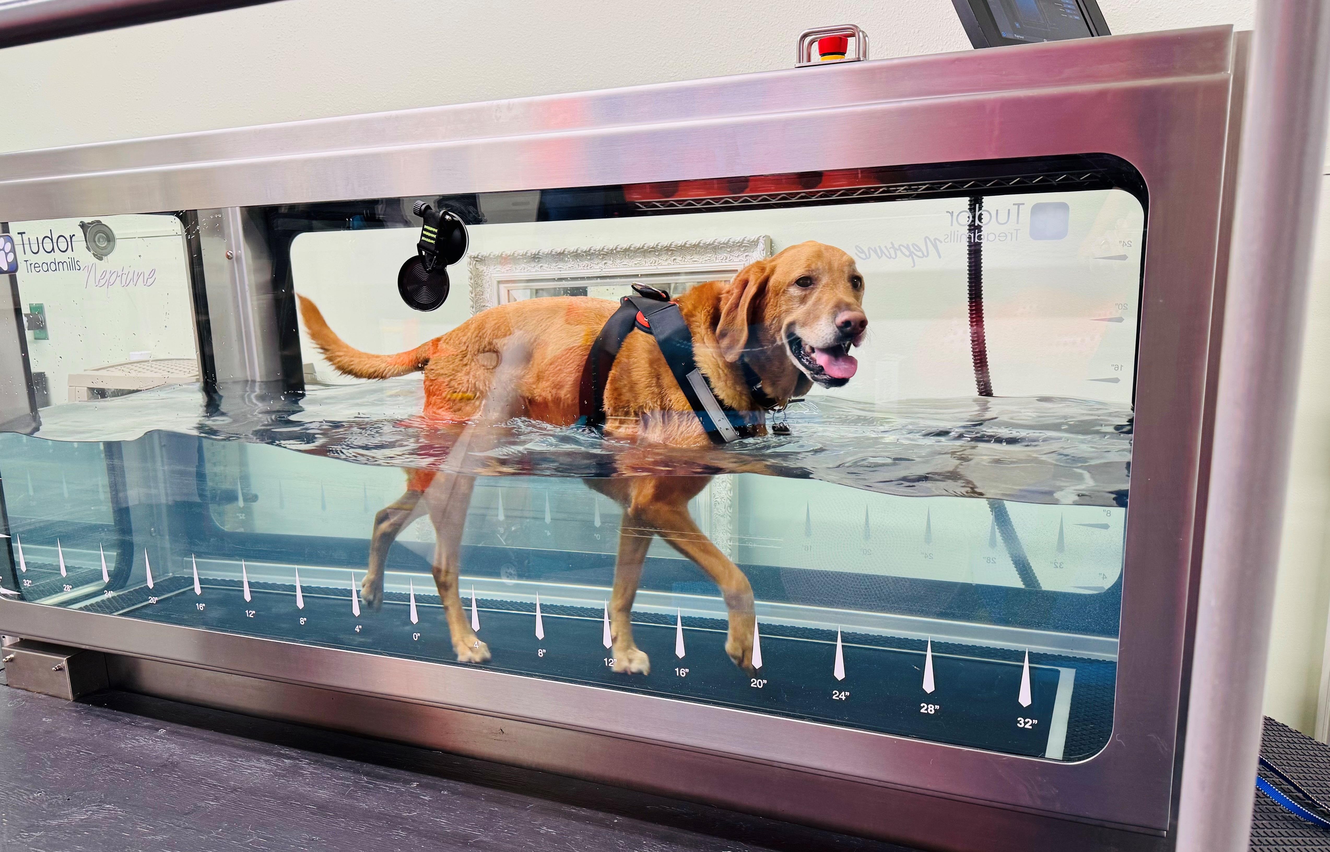 Full View of Labrador on Water Treadmill