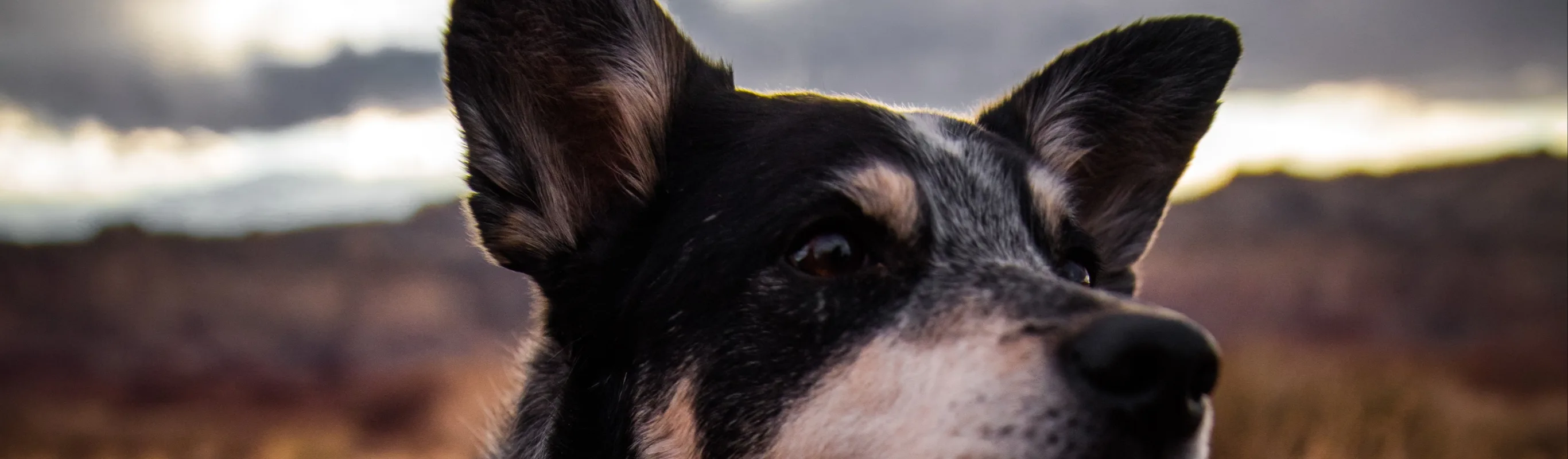 Dog staring off Dog staring off